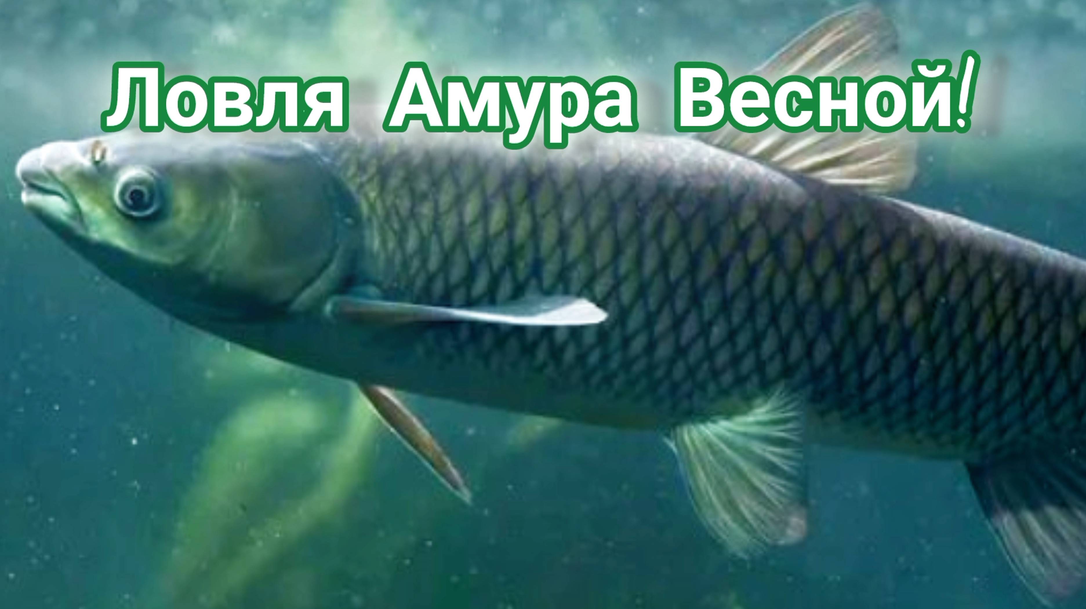 Где ловить Амура весной?! На что клюёт Амур весной? Жор амура! Амур весной! Где искать Амура весной?