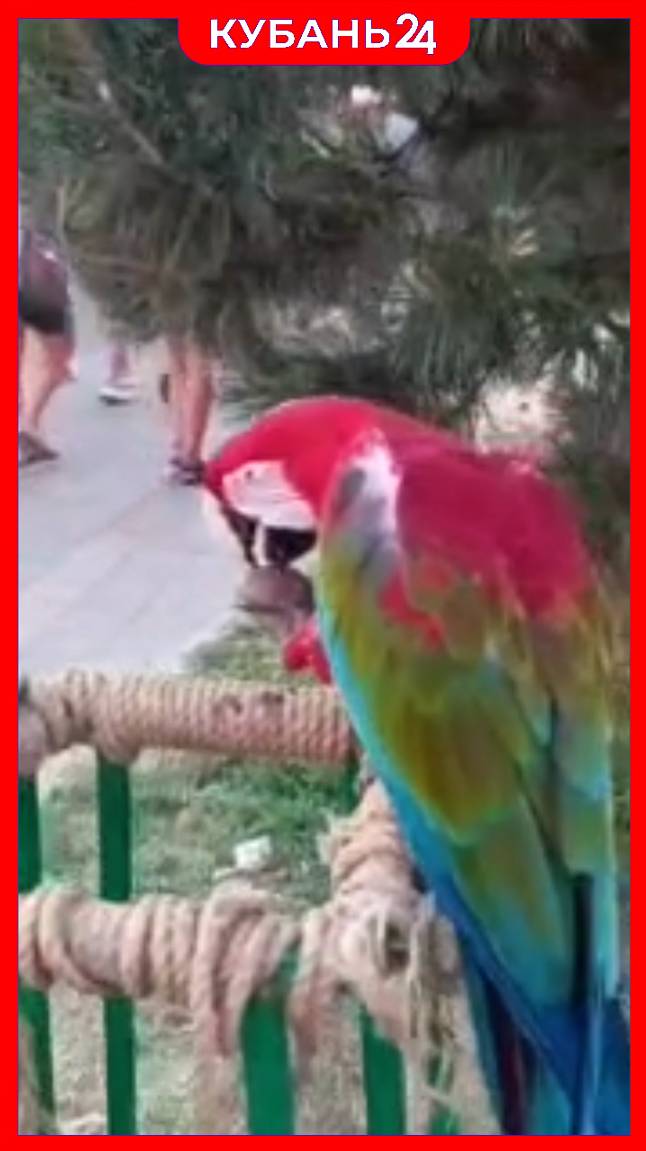 Попугая, укусившего туриста, «арестовали» и отправили в зоопарк в Анапе