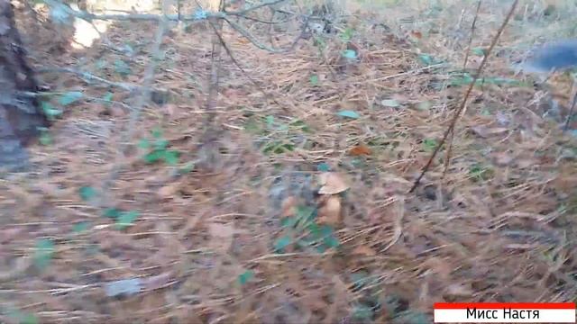 Настя и папа собирают грибы в лесу!