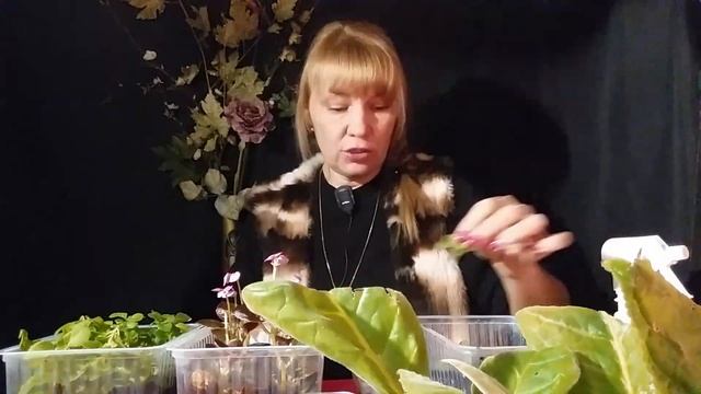 Как укоренить растение? Пошаговая инструкция.