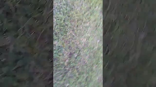 У меня новая собака дракон