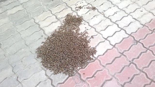 Рой пчёл посреди города на ул Серышева. Хабаровск.
