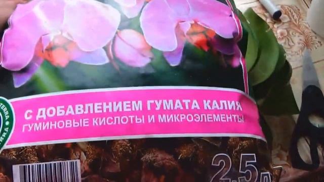 Сажаю орхидею, корни после обильного полива
