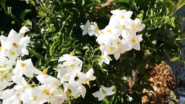 Potato Vine |Buhay ay Ganyan