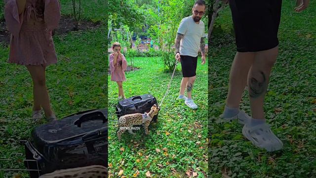 САВАННА НА УЛИЦЕ