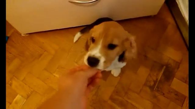 Команда собаке "сидеть". Бигль "сидеть!!!" || dog the command "Sit". Beagle "sit !!!"