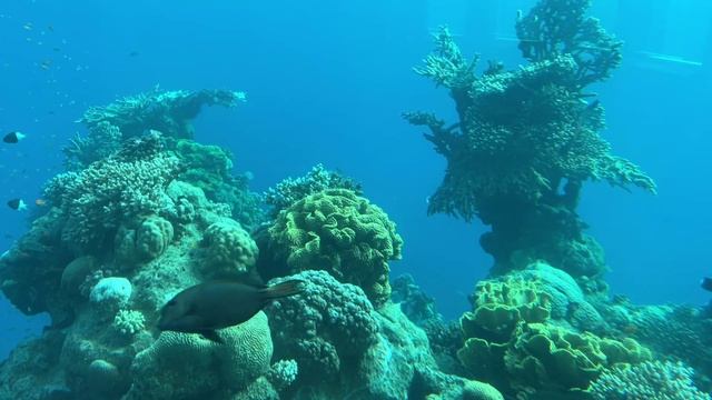 2 ОКЕАНАРИУМ ЭЙЛАТ ПАРК ПОДВОДНОЙ ОБСЕРВАТОРИИUNDERWATER OBSERVATORY EILATהמצפה התת ימי באילת
