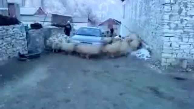 Бараны- зажигают ))))