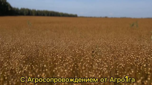 Лен в Саратове 2023