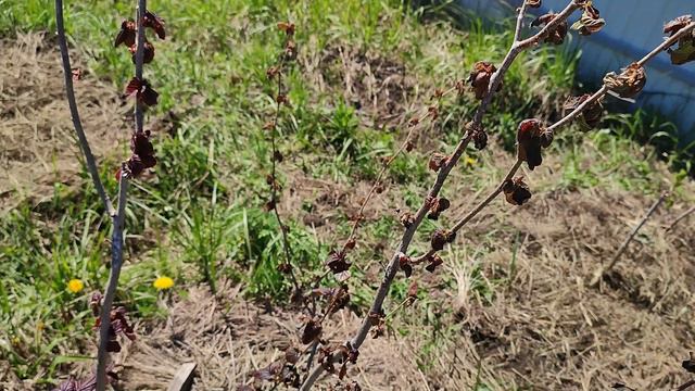 Заморозки в мае 2024-го, фундук понес урон в средней полосе (Татарстан)