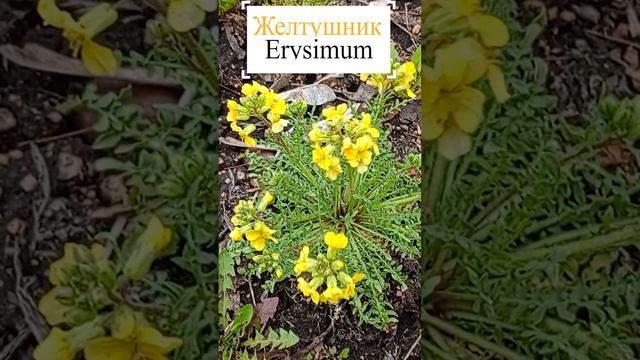 Желтушник (Erysimum)
