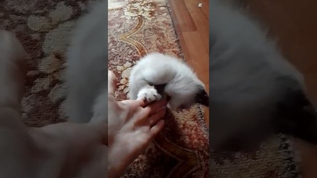 Блог из Жизни Моего Котёнка