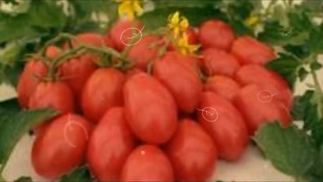 Мои любимые томаты. Чио - Чио - сан