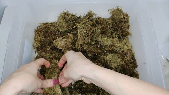Syngonium Variegata PROPAGATION BOX | Plant Mass Propagation 🌿 Plantkins