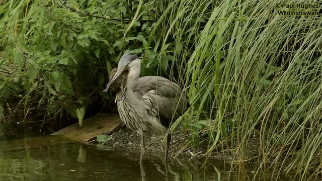 Heron feeding on baby waterbirds in a compilation of images