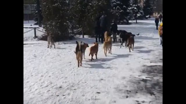 Собачий конвой: В Лисичанске дети боятся идти в садик