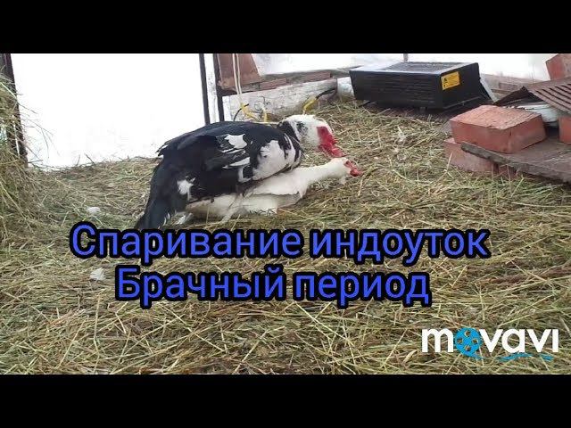 Брачный период у Мускусных уток. Спаривание индоуток.