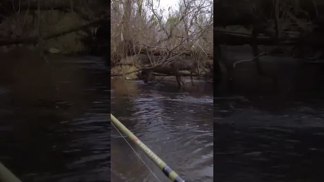 Из самого логова выдернул щуку из-под коряг во время забродной рыбалки.