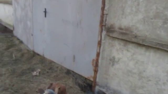 Брюс тренинг