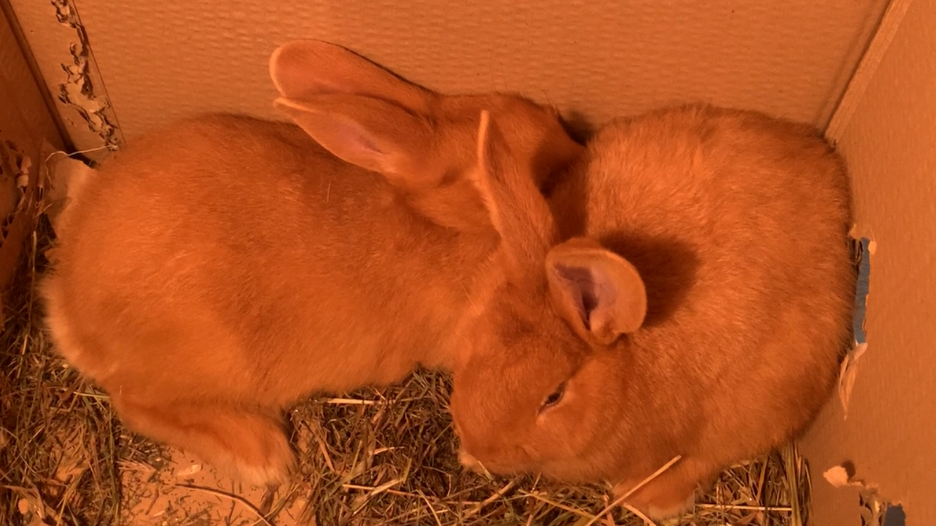 Новые крольчата-рыжики появились в хозяйстве