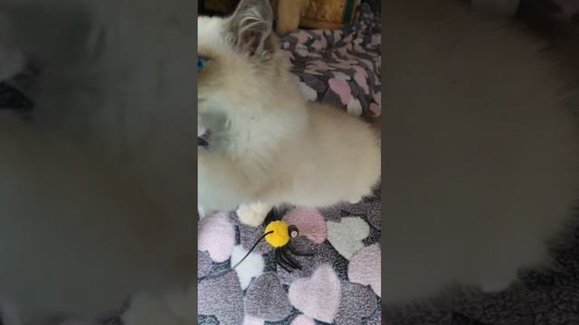 Девочка Iris готова к переезду