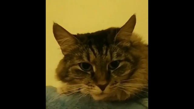 Помощь приюту Ржевка Январь 2020