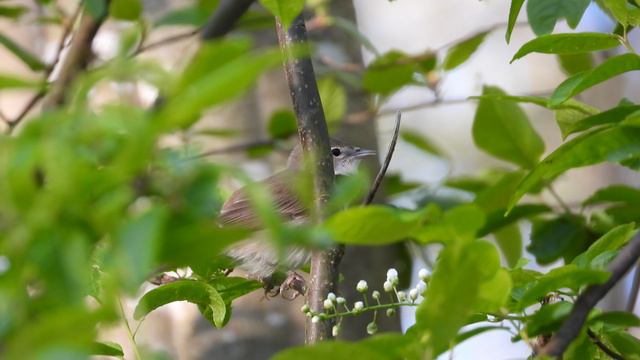 Садовая Славка (Sylvia borin) поёт, наблюдение птиц в Новгородской области 5 мая 2024