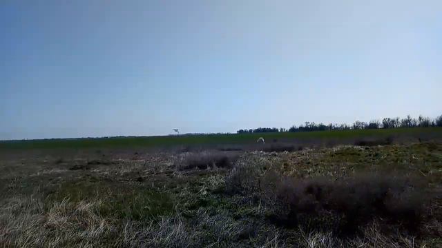 Питомник породы эпаньол бретон HUNTING CELEBRATION