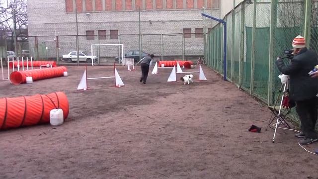 Сорокина Анастасия  20.12.2015* Закрытие сезона 2015 аджилити на цветочной