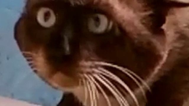 Ну очень странный кот!.mp4