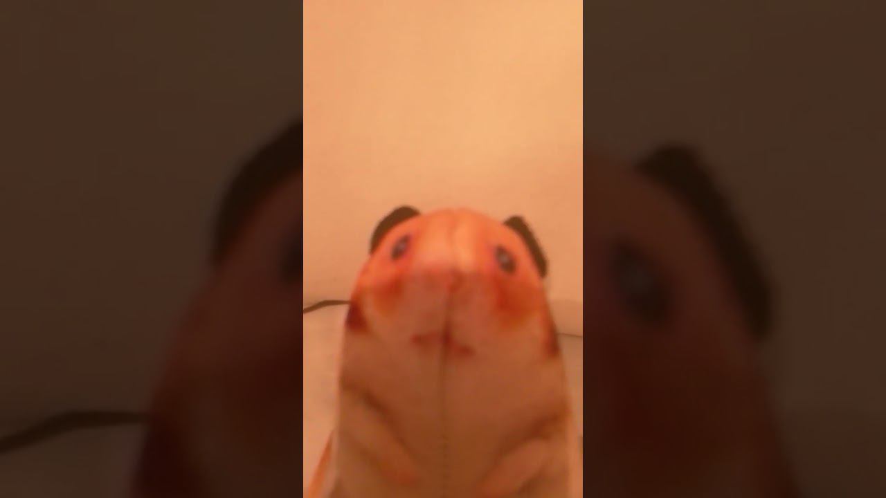 хомяк смотрит в камеру #funny #прикол