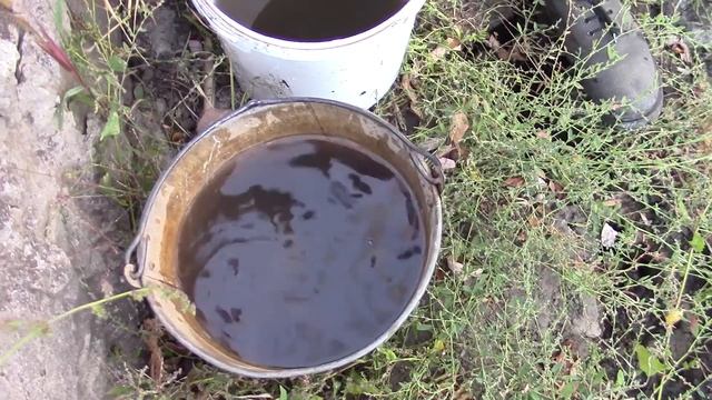 Спасение карпиков КОИ