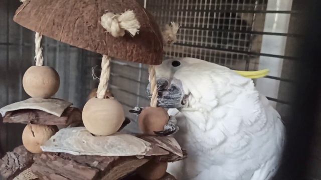 Кеша играет😂🦜😍❤