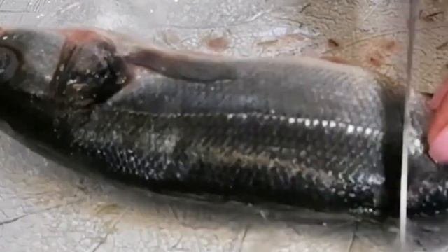 Рыбонька моя?. Сибас с розмарином
