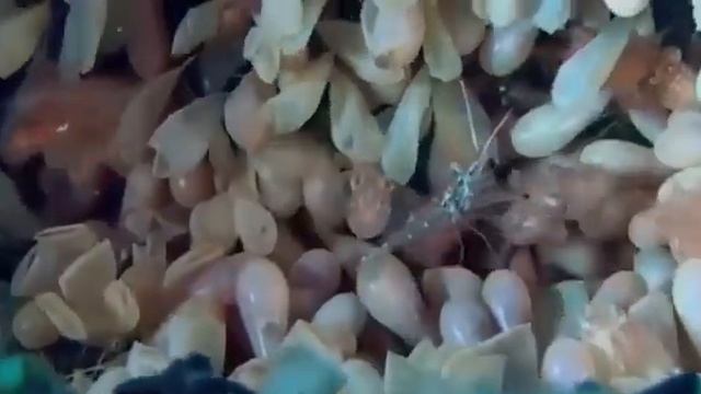 Рождение осьминожка   Завораживающее зрелище