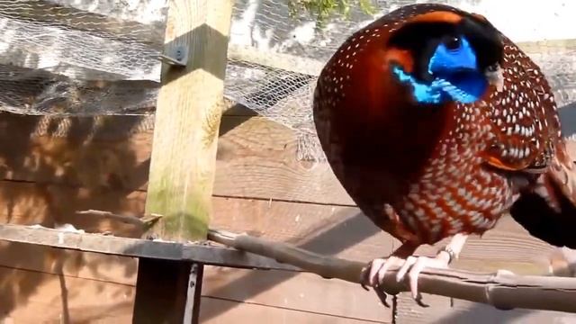 Temmincks tragopan Tragopan temminckii  male  close view