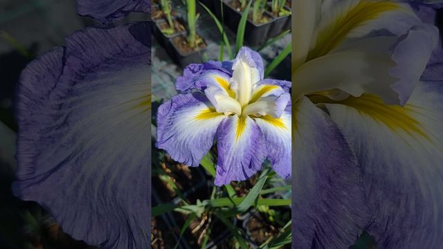 Ирис сибирский «Lavender Bounty» | Оптовый питомник саженцев растений Малиновский