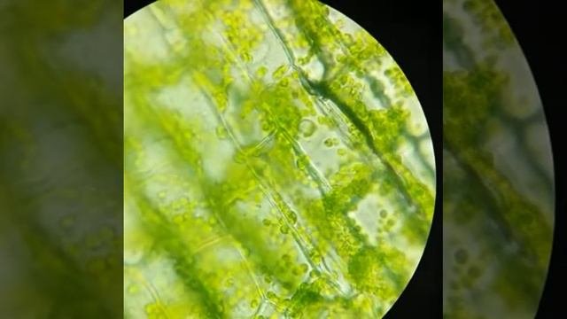 kloroplast