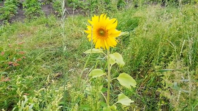 Подсолнух среди травы