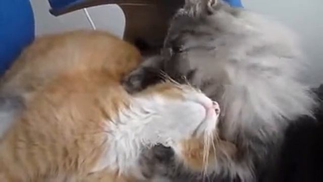 Две кошки мило умываются