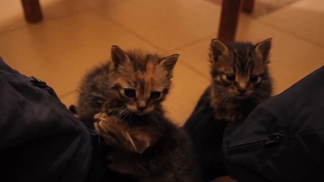 Раздаем котят