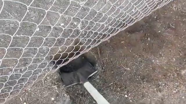 Лабрадор лает на лопату