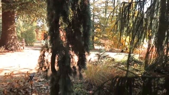 Pseudotsuga Menziesii 'Glauca Pendula' Douglaska Tisolistá