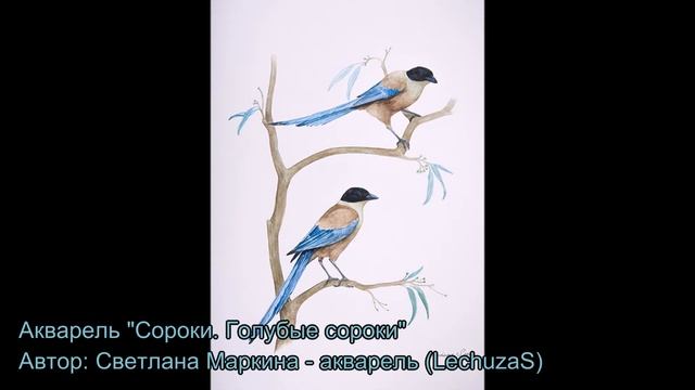 Куда улетают голубые сороки