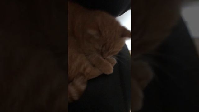 Просто видио про моего кота!
