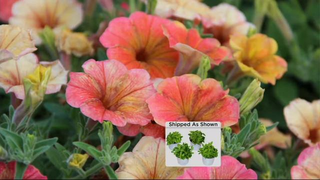 Cottage Farms 4-piece Indian Summer Multi-Colored Petunia Plants On QVC
