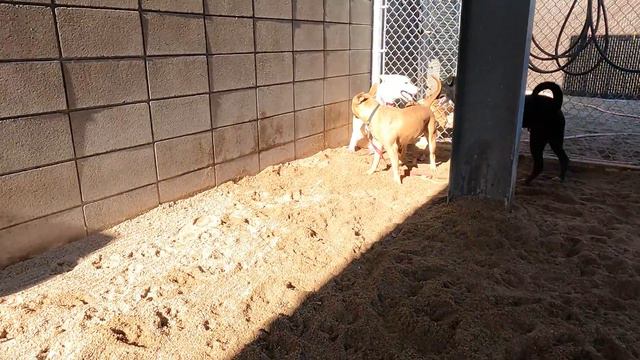 Dog TV Daycare for Tuesdays