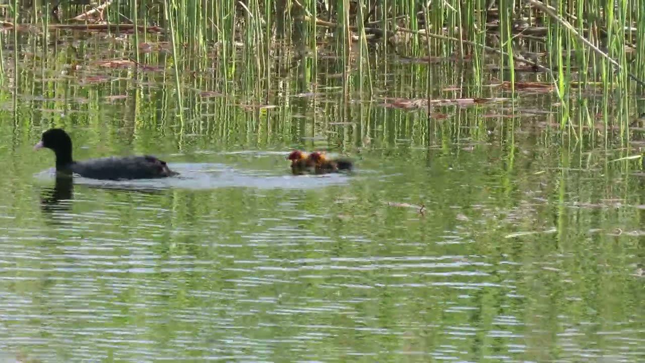 Лысуха (Fulica atra) с птенцами.