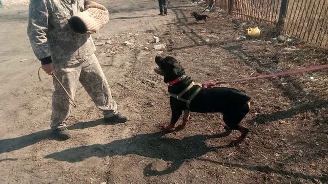 Тест с ротвейлером в защитном разделе. 
www.magistrdog.ru