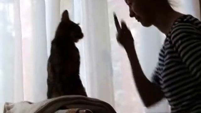 Бенгальская кошка целует хозяйку.